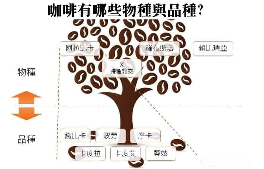 解密咖啡：三大品种、七大功效与饮用指南