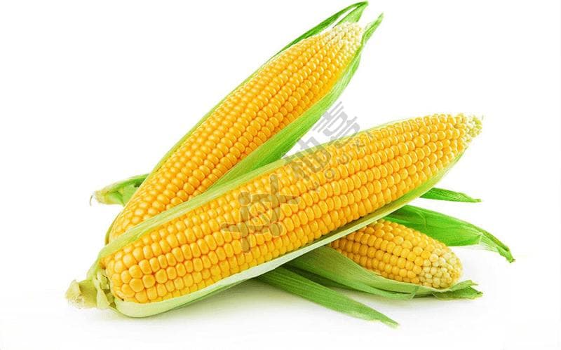 玉米的食用指南：特殊人群能否食用及营养价值