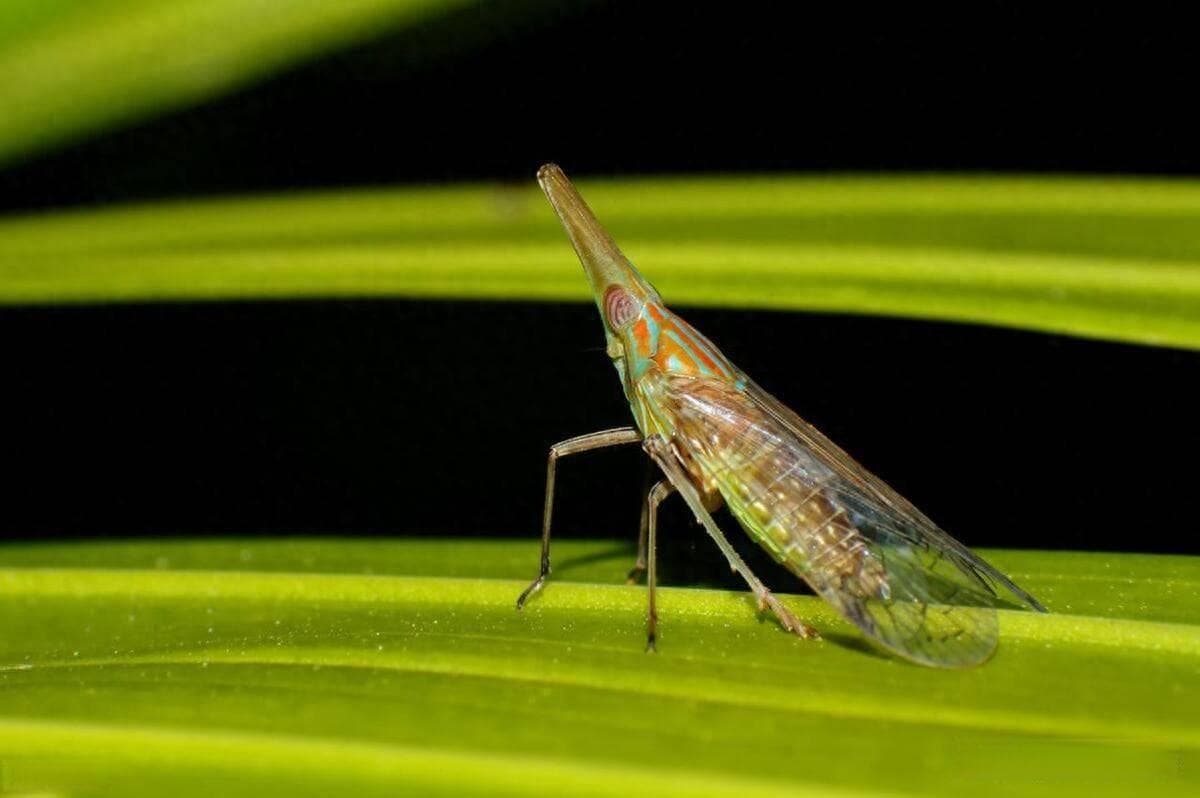 如何消灭白粉虱、飞虱、蓟马等虫害