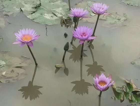一个人对家人不耐烦，对外人客气，不是不孝顺，而是这三个原因