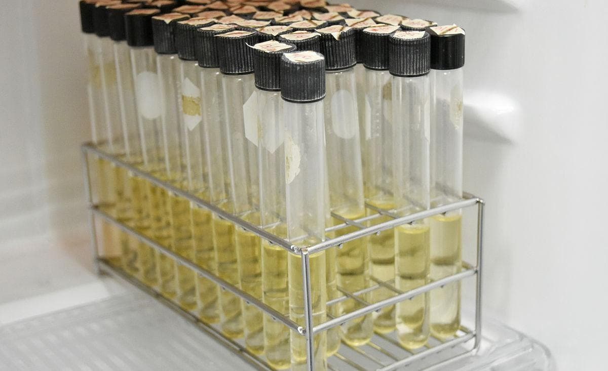 探索自然界的生态平衡：蟑螂埃希氏菌的生物学研究