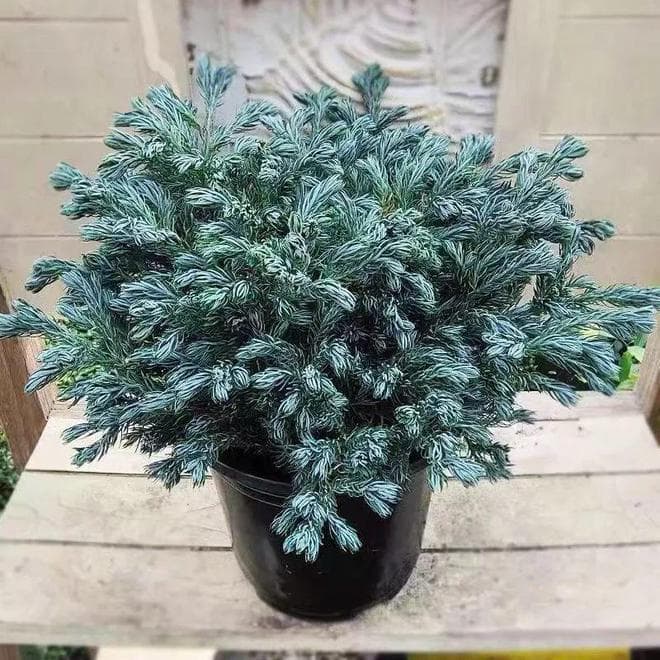 超耐寒的蓝色系盆栽蓝湖柏，被称为蓝色波尔瓦，适合你养不？