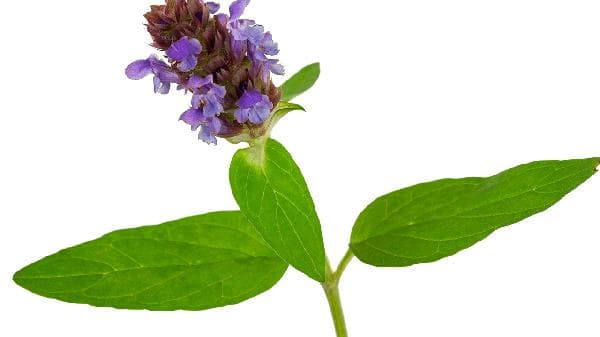 夏枯草治疗高血压：疗程、原理与注意事项全解析