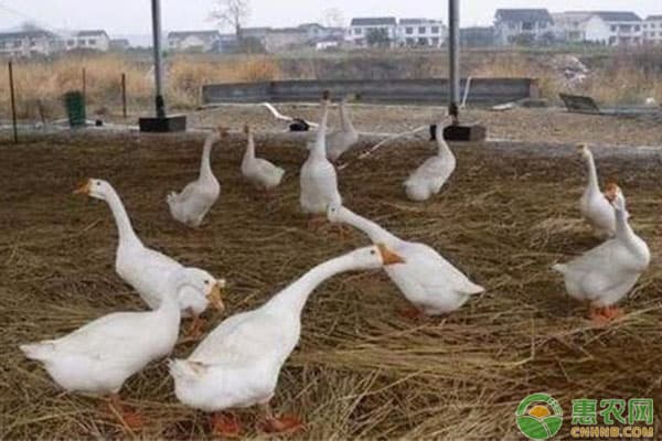 农村养鹅前景怎样？肉鹅养殖成本及利润分析