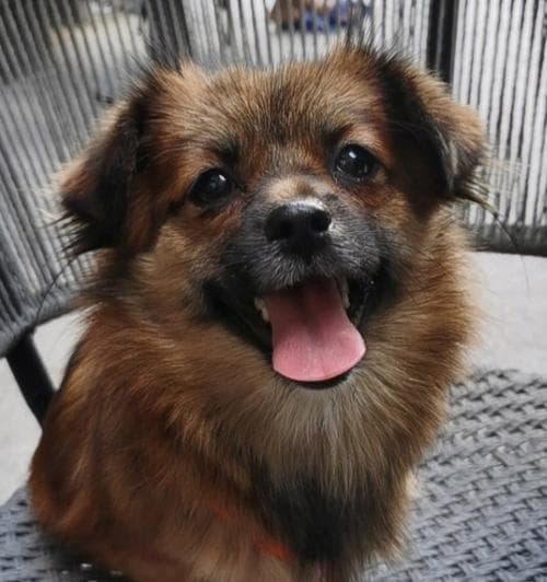 2个月大的幼犬健康护理（如何合理喂养和照顾你的幼犬）