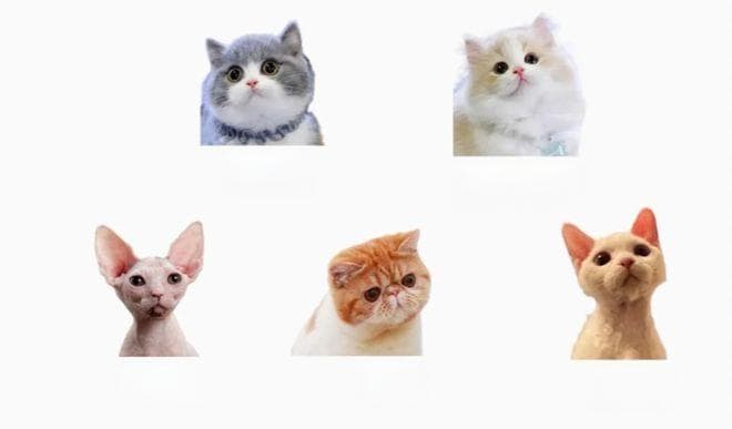 网友公认的猫咪战斗力排行榜，第一名实至名归，不接受反驳！你家主子什么段位？