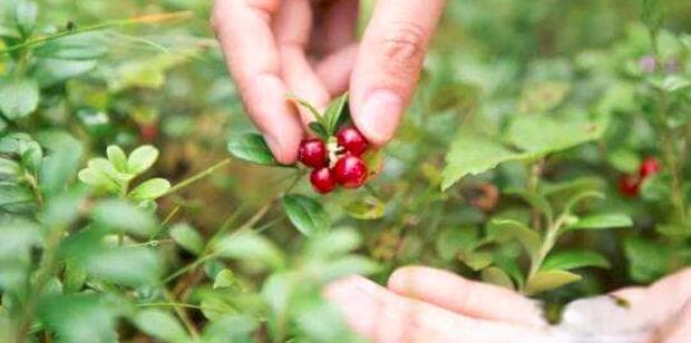 蔓越莓种植条件及气候要求（种植环境如何选择，气温、湿度与光照对蔓越莓的影响）