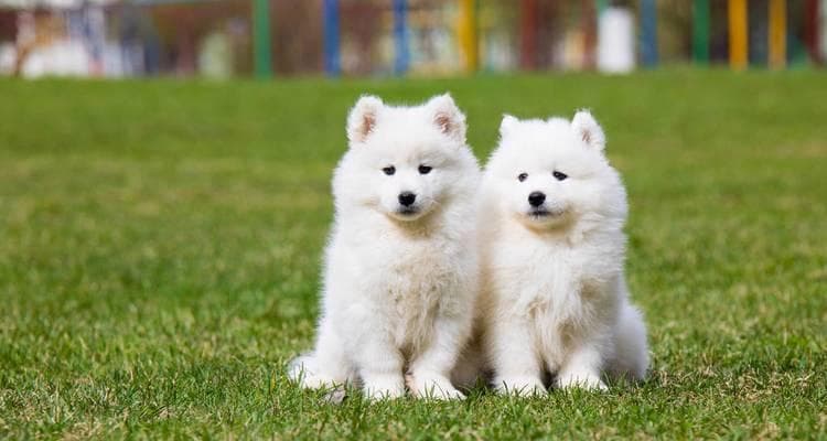 萨摩耶犬的健康饲养指南（避免伤害和不良行为的关键方法）