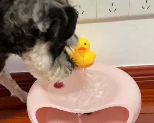 幼犬喝水的最佳时间和水温选择