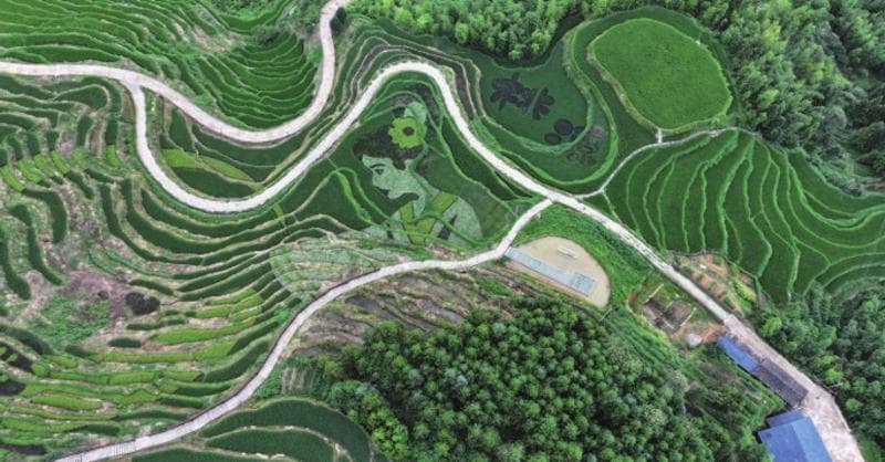 遂川奏响茶旅融合新乐章（图）