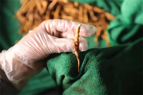 吃冬虫夏草可能出现的3个副作用