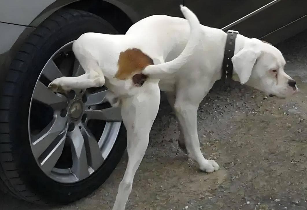 狗尿味道很大怎么去除？