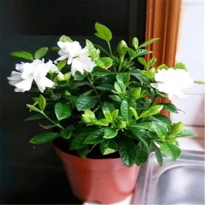 栀子花的养护与管理要点
