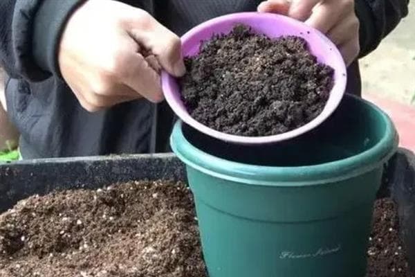 让晚香玉多开花的方法，花期每隔20天追施一次磷钾肥