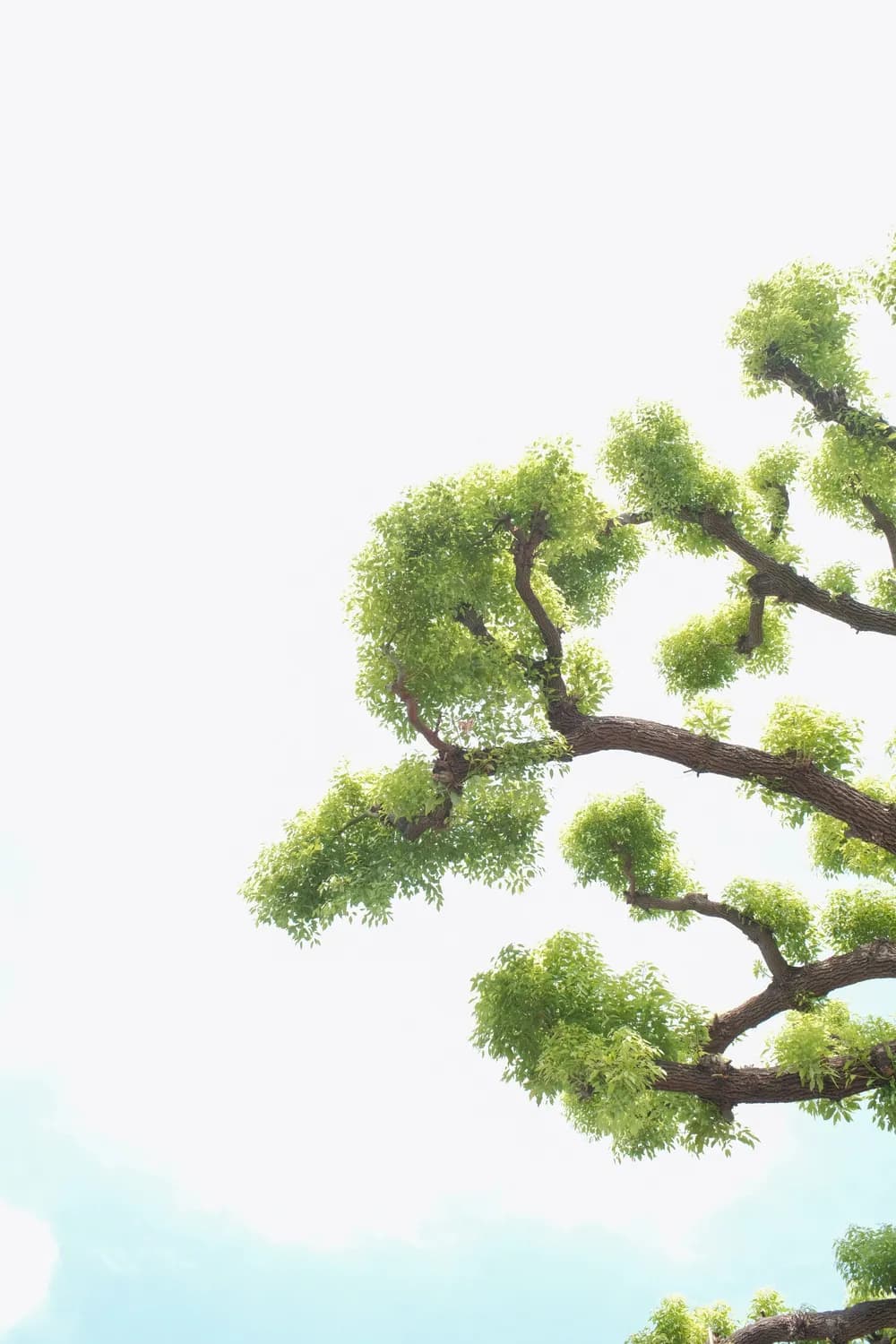 从《西游记》到现代：成语“摇身一变”的前世今生