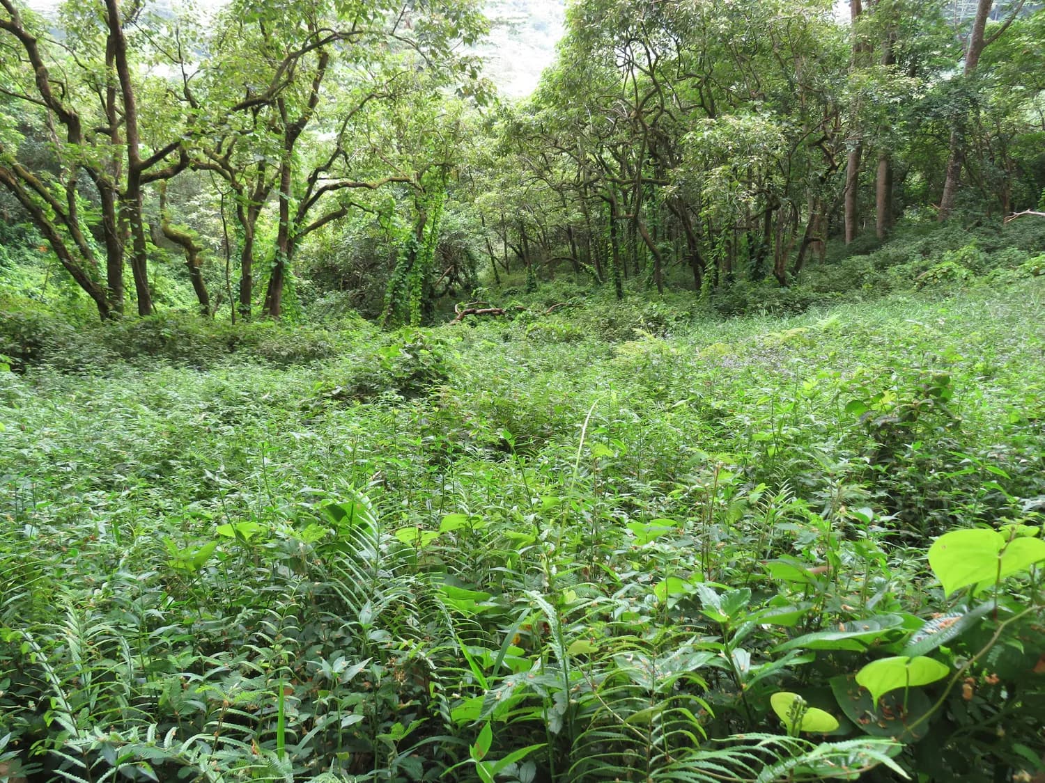 黄精种植全程技术：四大环节规范化管理要点