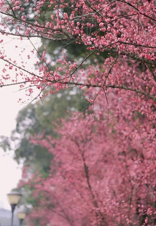 春色红梅香万树是什么生肖(春色红梅香万树准确生肖2025)