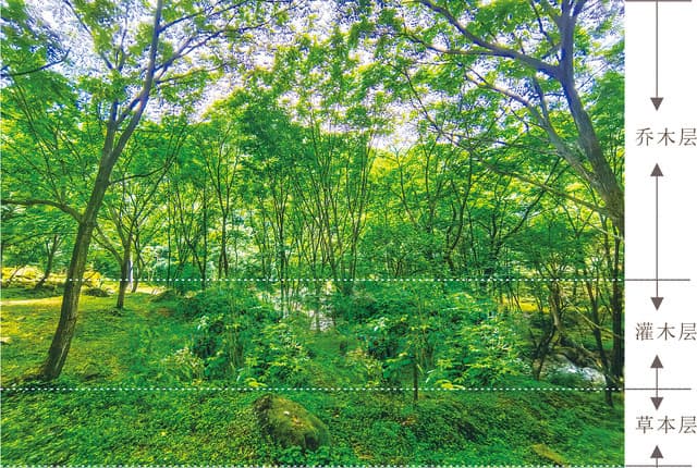 探索森林植被多样性