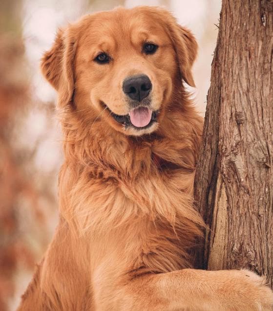 狗狗每年打狂犬疫苗，真有必要吗？看完就都懂了