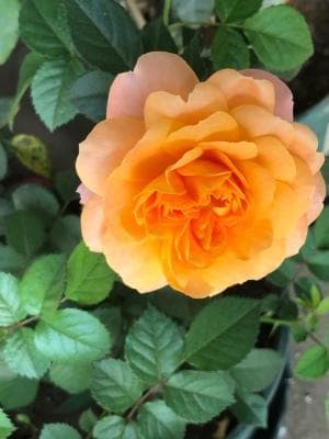 月季花的栽培管理、病虫害、养护与修剪关键技术