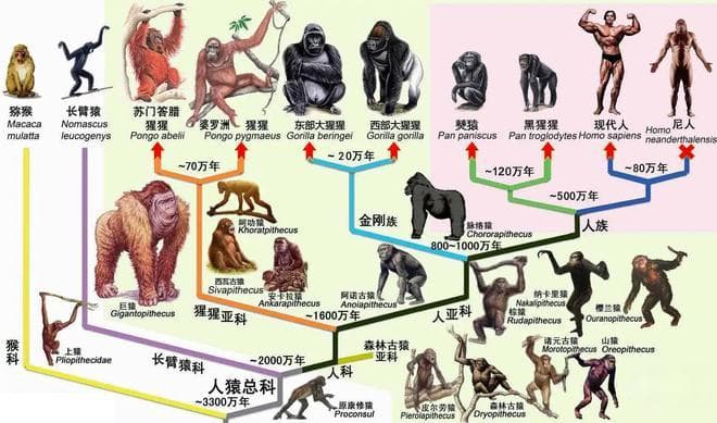 高级外星文明在600万年前对黑猩猩基因改造创造了人类？