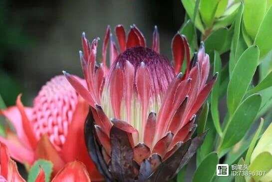 花卉虫害防治全攻略：从鉴别到防治的实用指南