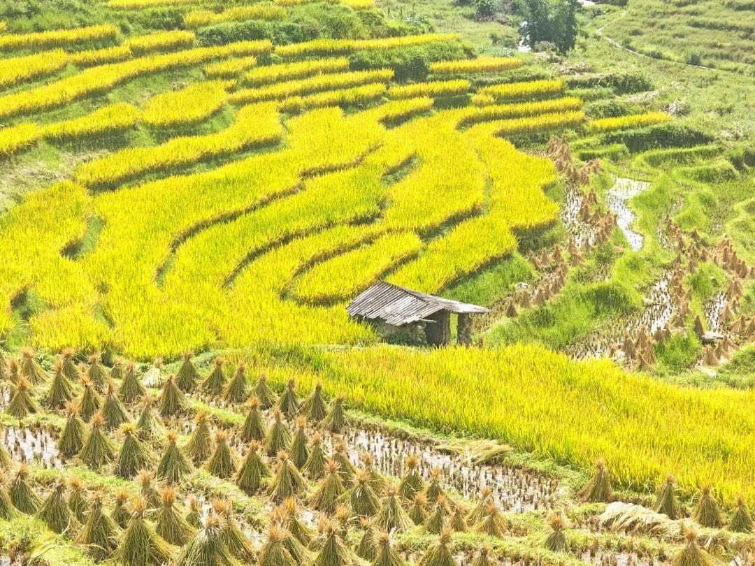 处处“丰”景遍田畴  | 红河——一个最云南的地方•秋