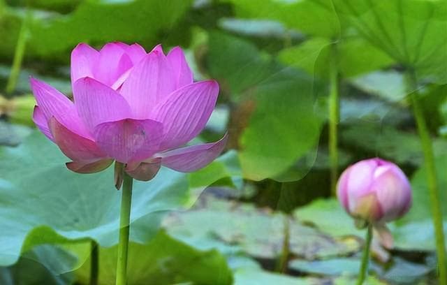 从梅子黄到麦花白：范成大诗词里的夏日江南