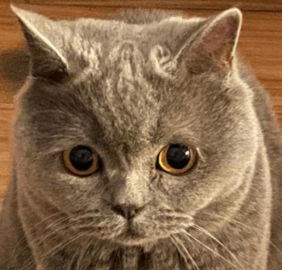 你家猫咪也有色彩品味？深入了解猫的色彩世界
