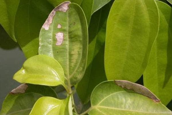 植物炭疽病的预防和治疗措施