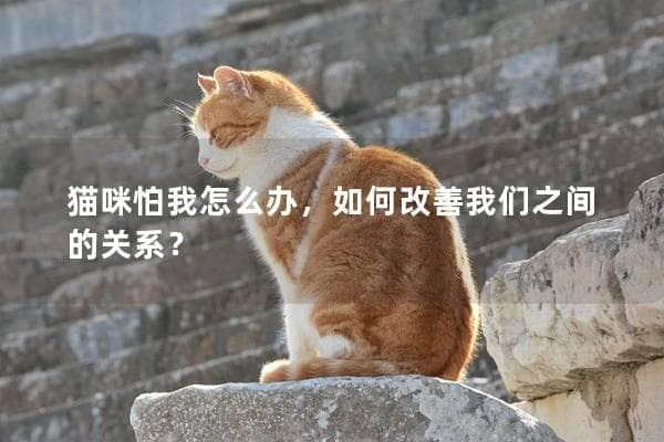 猫咪怕我怎么办，如何改善我们之间的关系？