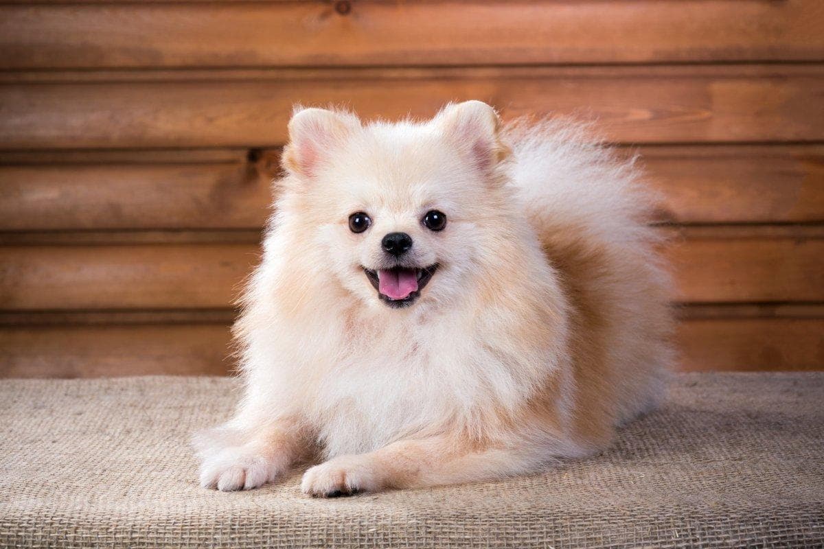 小型犬种为何如此受欢迎