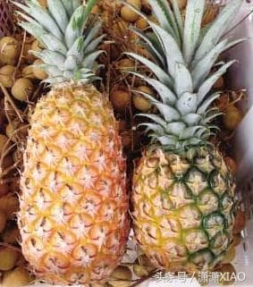 凤梨和菠萝的区别：7个关键特征帮你轻松辨别