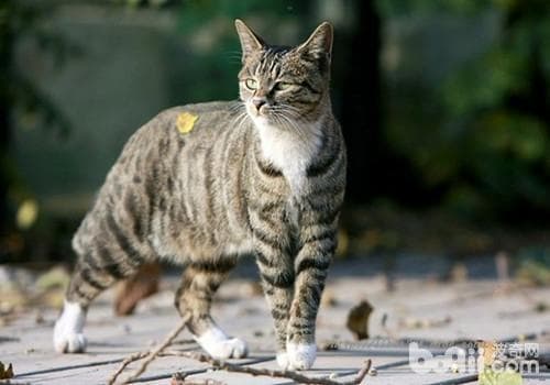 中国狸花猫：从民间土猫到国猫的华丽转身