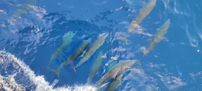 我科研人员进一步证实南海鲸类物种多样性