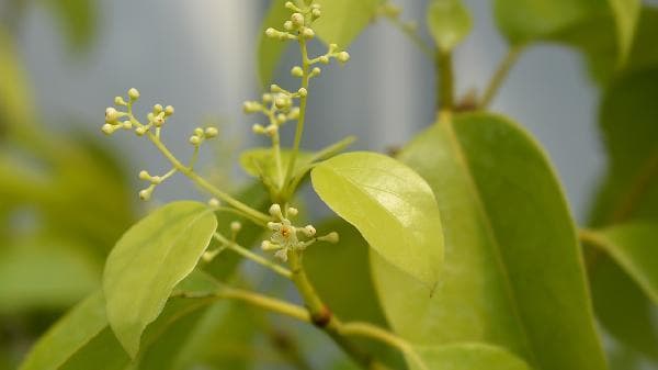 脚痛患者应该如何饮食调理？