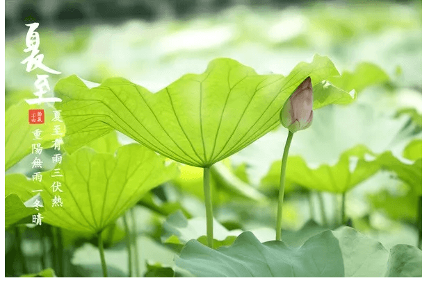 今日夏至！除了昼最长，夏至的这些你知道吗？