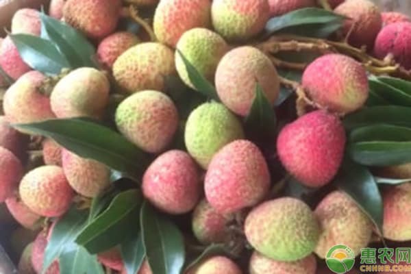 海南荔枝什么时候成熟？中国主要荔枝产地分布
