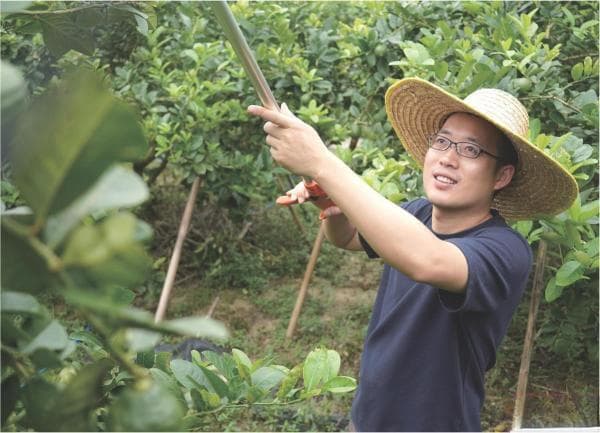 冯冠杰与沙田柠檬：从3元到32元的产业振兴之路
