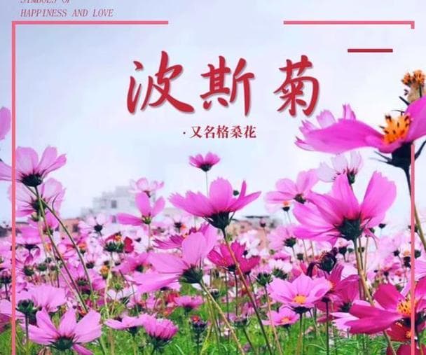 格桑花养护指南：从浇水到光照的全方位护理