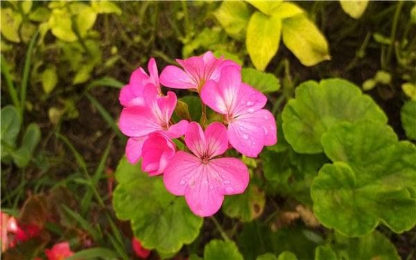 天竺葵花谢后怎么打理 修剪方法有哪些