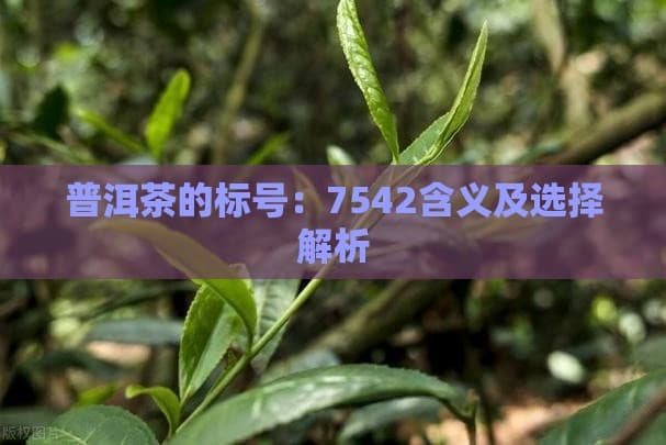 普洱茶的标号：7542含义及选择解析