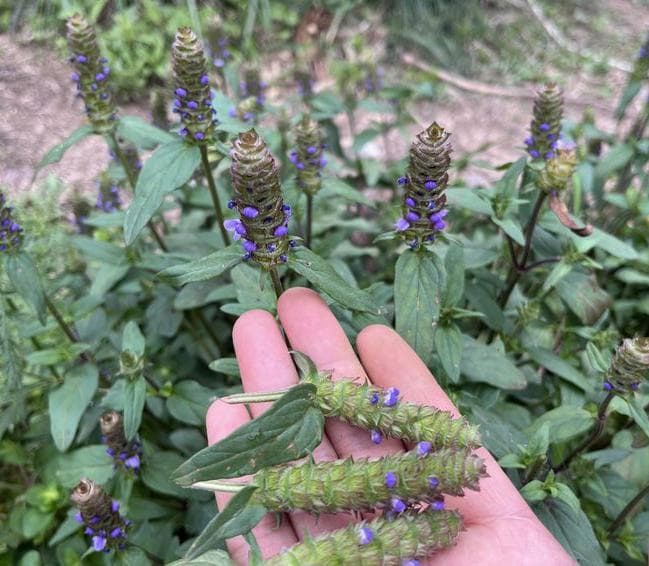 一味神奇中药调各种结节，甲状腺结节、淋巴结节、乳腺结节等