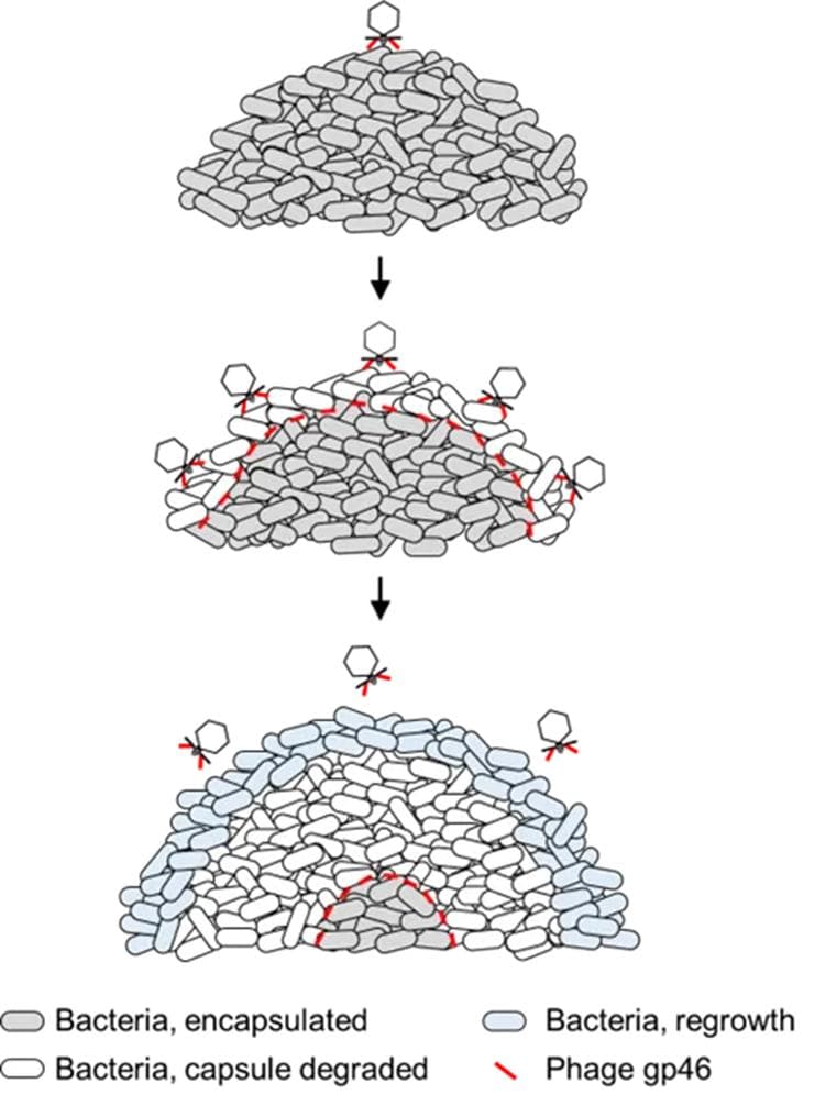 噬菌体与生物被膜：细菌群体抗性机制及潜在策略