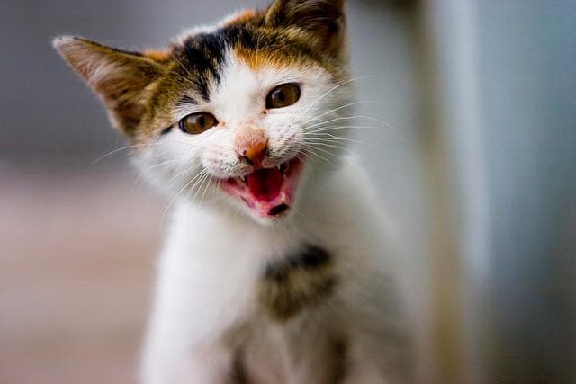 猫咪洗澡攻略：从洗护用品挑选到技巧解析，让你的猫咪焕然一新！