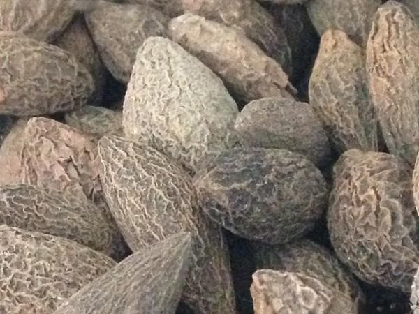橄榄种子种植方法，这样做能收获高产
