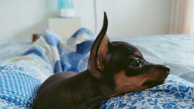 从价格到性格：小鹿犬与吉娃娃全方位对比指南