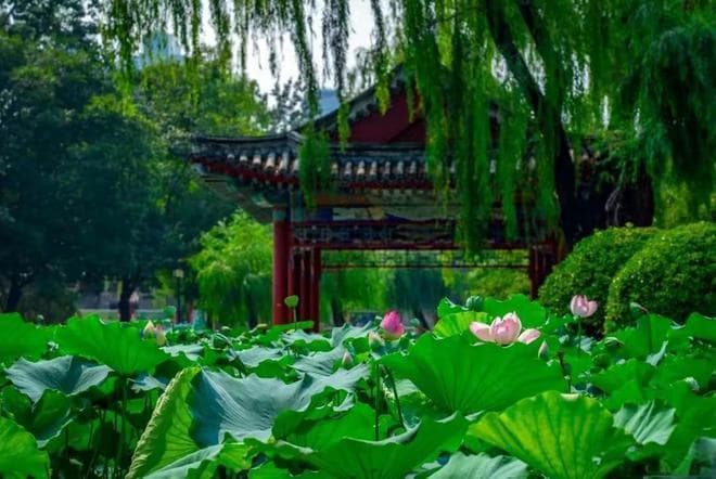 孟浩然一首《夏日南亭怀辛大》诗味醇厚，给人一种清闲之感