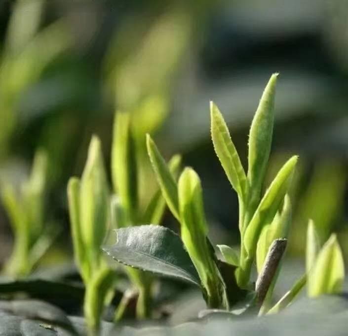 懂茶的寒、凉、温、热四性，就不怕喝错