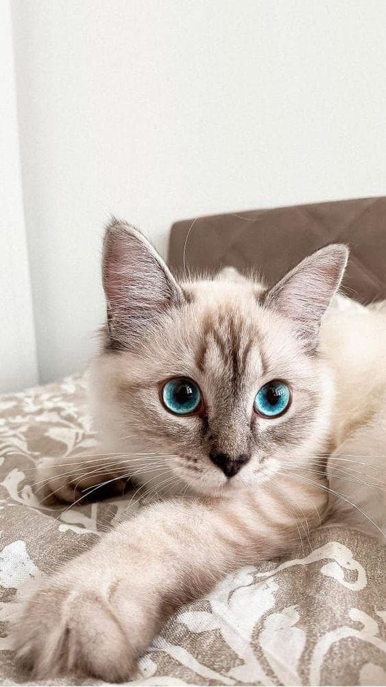 猫咪叫声解析：10种喵喵语，读懂猫咪的心声